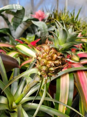  at Pink Flamingo Plant Co in Austin