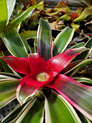  at Pink Flamingo Plant Co in Austin