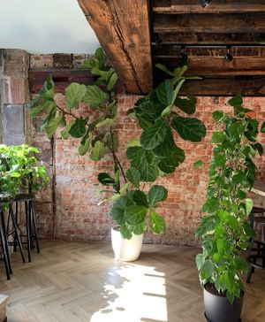 Biggest fiddle fig ever   at Chalk Coffee in Chester