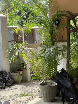   at The Nuga House Cafe in Ahangama