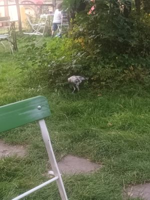 Chickens walking around in the garden at Boscafé Merlijn Gaststätte in Kranenburg