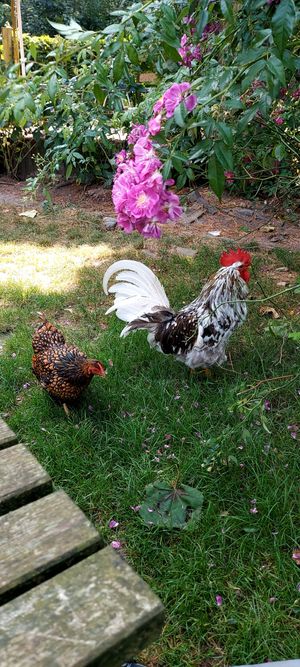 Buiten at Boscafé Merlijn Gaststätte in Kranenburg