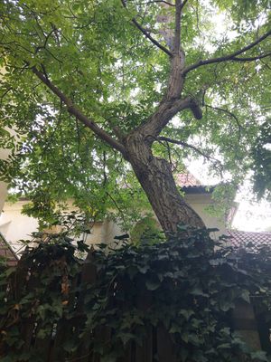  at Dosa Dosa in Prague