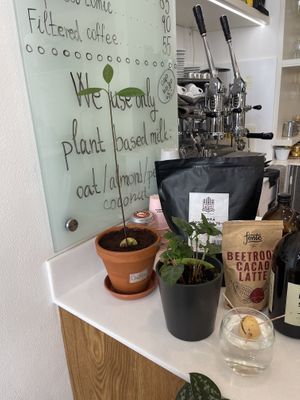 Avocado plants and cacao on the counter   at Dosa Dosa in Prague