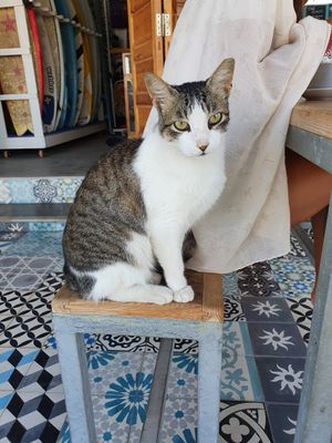 Friendly cat at Teapot Cafe in Taghazout