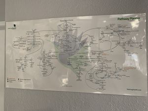 Wellness Pathway Planner at Absolute Wellness in Wichita Falls