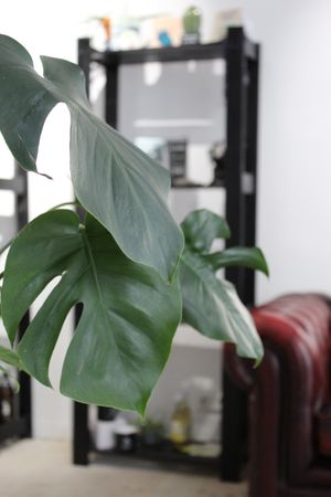 Und Pflanzen kann man dort auch kaufen at Cäff Chen in Stuttgart