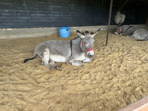   at Hillside Shire Horse Sanctuary Cafe in West Runton