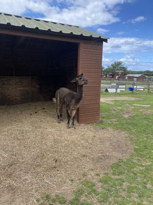   at Hillside Shire Horse Sanctuary Cafe in West Runton