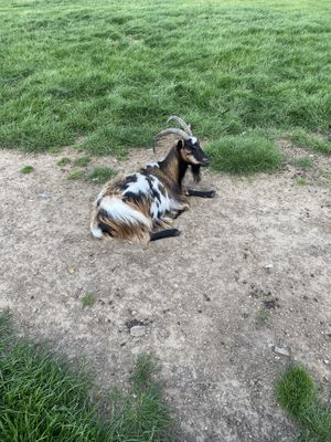   at Hillside Shire Horse Sanctuary Cafe in West Runton