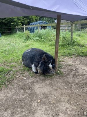   at Hillside Shire Horse Sanctuary Cafe in West Runton