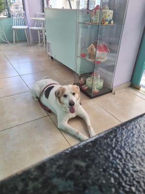  at Little Bear in Pireas