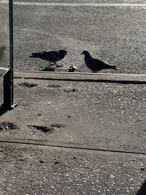   at The Bagel Factory in Brooklyn