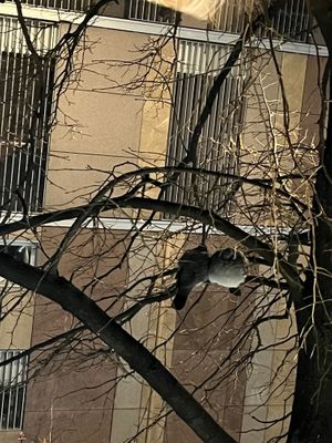 Best sight during the dinner   at ChouChou in Stockholm