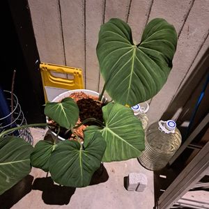  at SUSU Vegan Mylk Bar Penang in Penang