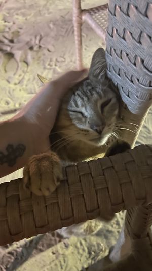   at Mirapraia in Tamandare