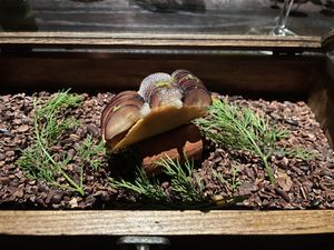   at Cổ Đàm Chay in Hanoi