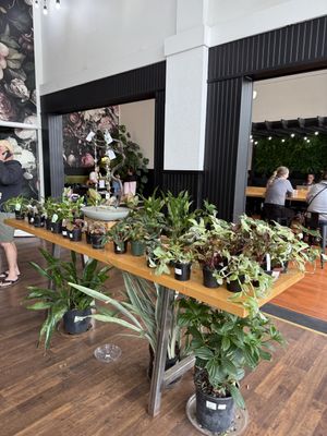   at greenhouse coffee + plants in Corvallis