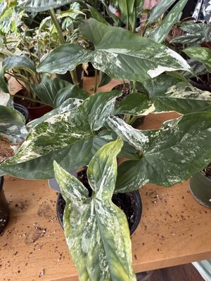   at greenhouse coffee + plants in Corvallis