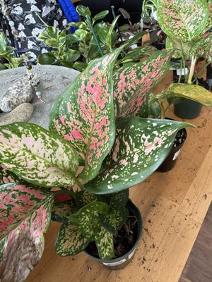   at greenhouse coffee + plants in Corvallis