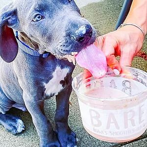 Bare puppy bowl at Bare Blends in Denver