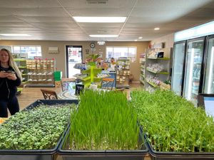 Try the Micro green Salad, Grown at the Tree of Life. Or get a Wheatgrass Shot! at Tree of Life in Mountain Home