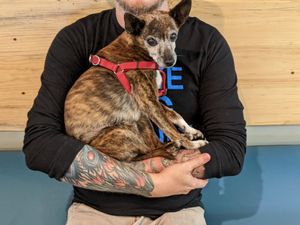 Dog friendly at Tahoe Bagel in South Lake Tahoe