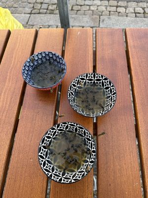 Keine Option für Tierfreunde! at Cafe MUSTI in Erfurt