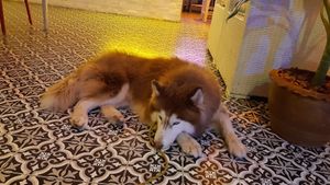 Simba, the restaurant dog at Soul Phuket in Phuket