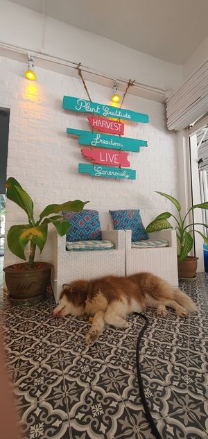 Zimba at Soul Phuket in Phuket