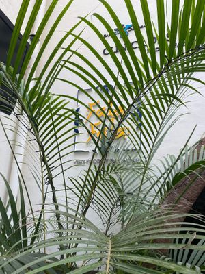 Entrada do restaurante Fala Fala no Funchal at Fala Fala in Funchal