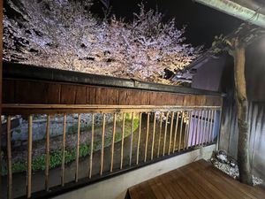 Cherry blossoms  at Gion Tanto - 祇園たんと in Kyoto