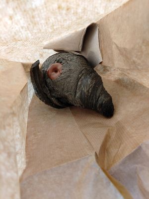 Croissant veg with hazelnut and cocoa veg at Lampadina in Bologna