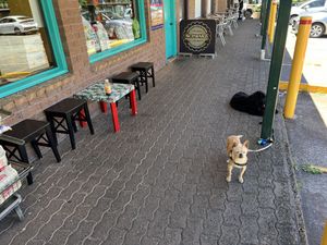 Some outdoor seating, OK to tie dogs outside in the shade  #Veganuary at The Laughing Elephant in Wentworth Falls