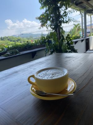   at Gajimaru in Okinawa