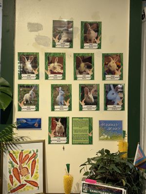 May 2025 Animal Rescues  at Wild Chestnut Cafe in Florence