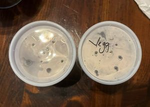 veggie broths clearly labeled   at Pho 175 in Woodinville