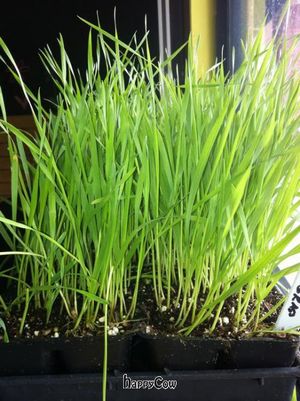 Homegrown wheatgrass at Cosmic Coconut in Memphis