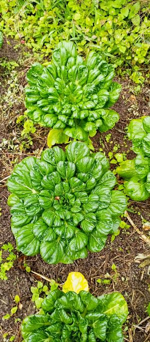 En Koi Cocina Asiática usamos los mejores ingredientes. #Veganuary at Koi Cocina Asiatica in Guatape