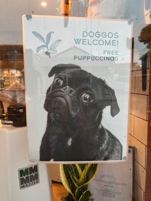 Dog friendly free puppuccinos at Pancha Cafe in Hamilton