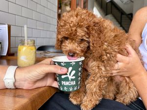 Pancha Cafe Hamilton | Dog friendly at Pancha Cafe in Hamilton