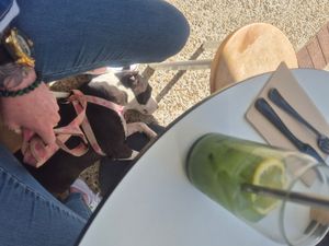 Relaxed pup at Dicki's in Ascot