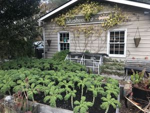   at delisheeeYo in Hilton Head Island