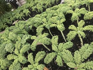   at delisheeeYo in Hilton Head Island