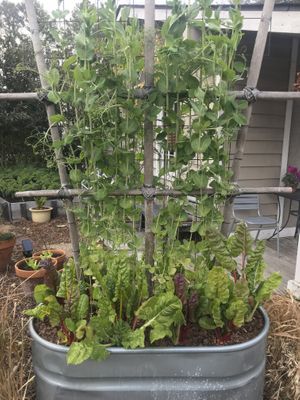   at delisheeeYo in Hilton Head Island