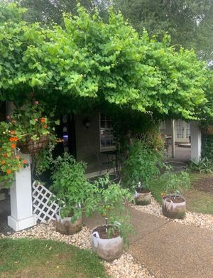   at delisheeeYo in Hilton Head Island