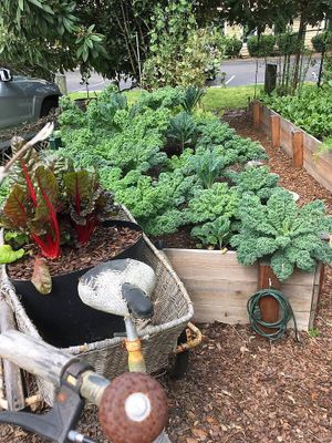The beautiful outdoor garden at delisheeeYo in Hilton Head Island