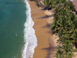 The Palm Trees and Beach of Our Property at THE SLOW in Mirissa