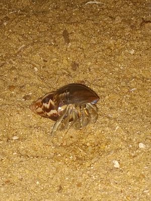 Watch out for the hermit crabs scuttling around at night 💙q at THE SLOW in Mirissa