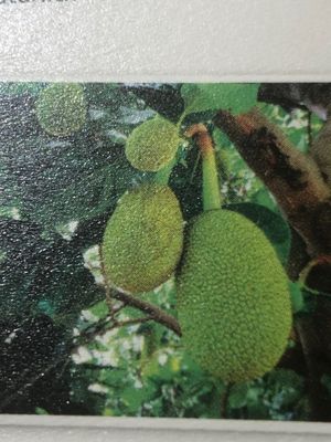 Young jackfruit👆 at Indian Restaurant Taj Palace in Zurich